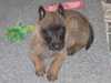 belgian-shepherd-malinois puppies
