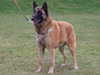 belgian-shepherd-malinois results