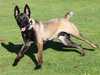 belgian-shepherd-malinois clubs