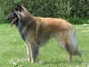 belgian shepherd tervueren