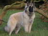belgian-shepherd-tervueren breeders