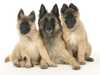 belgian-shepherd-tervueren owners