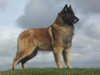 belgian-shepherd-tervueren stud-dogs