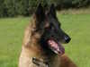 belgian-shepherd-tervueren puppies