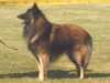 belgian-shepherd-tervueren results
