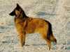 belgian-shepherd-tervueren clubs