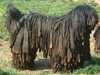bergamasco