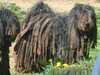 bergamasco breeders