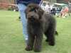 bergamasco stud-dogs