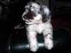 bergamasco puppies