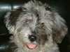 bergamasco clubs