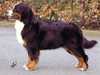 Bernese Mountain Dog
