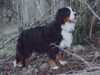 bernese-mountain-dog breeders