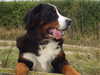 bernese-mountain-dog owners