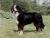 bernese-mountain-dog stud-dogs