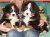 bernese-mountain-dog puppies