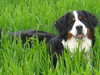 bernese-mountain-dog results