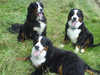bernese-mountain-dog clubs