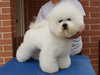 Bichon Frise
