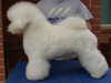 bichon-frise breeders