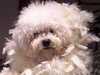 bichon-frise owners