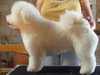 bichon-frise stud-dogs