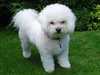bichon-frise puppies