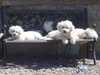 bichon-frise results