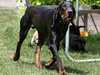 black-and-tan-coonhound owners