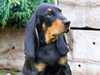 black-and-tan-coonhound stud-dogs