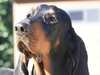 black-and-tan-coonhound results