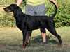 black-and-tan-coonhound clubs