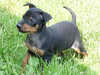 black and tan english toy terrier