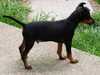 black-and-tan-english-toy-terrier breeders