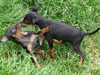 black-and-tan-english-toy-terrier owners