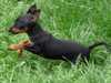 black-and-tan-english-toy-terrier stud-dogs