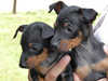 black-and-tan-english-toy-terrier puppies