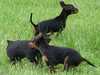 black-and-tan-english-toy-terrier results