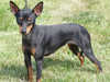 black-and-tan-english-toy-terrier clubs