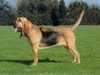 bloodhound