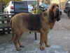 bloodhound breeders
