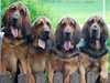 bloodhound owners