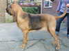 bloodhound stud-dogs
