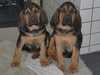 bloodhound puppies