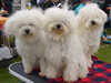 bolognese stud-dogs