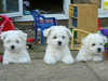 bolognese puppies