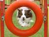 border-collie owners