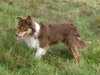 border-collie stud-dogs