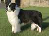 border-collie clubs
