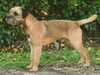 Border Terrier